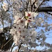 ぽん