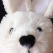 haaiの画像