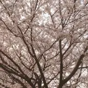 けんちゃいの画像