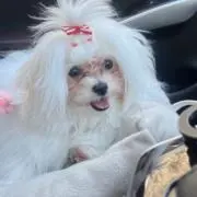 さゆの画像