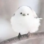きらきらの画像