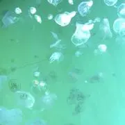 きゃなの画像