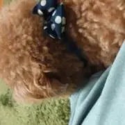 ロコ