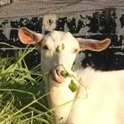 イノキノサケビ