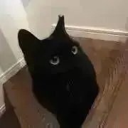 マイマイの画像