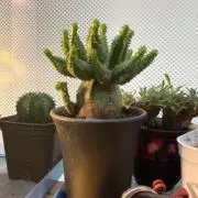 フレブルの画像