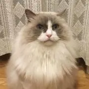 シャロン