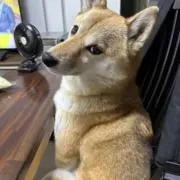 ししまるりんの画像