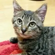 Minmin