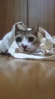 カオリ