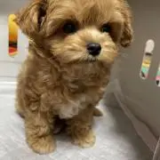 ほ