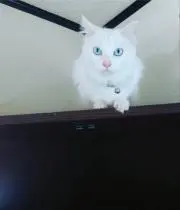 キングの画像