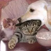 もちこ