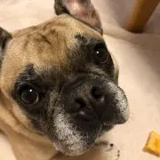 おこげの画像