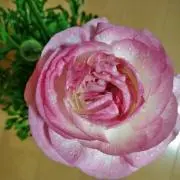 まりもの画像