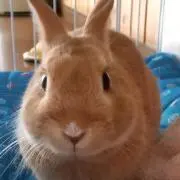 のん