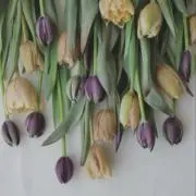niiiiiの画像