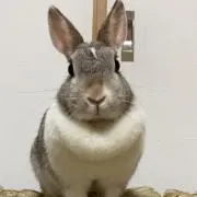 トトちゃんの画像
