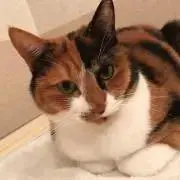 える(プロフ必読)