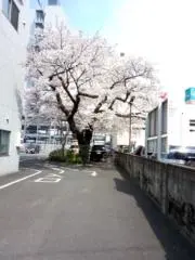 チワワ