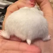 Moyaの画像