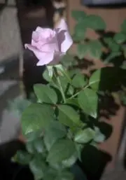 ㋕