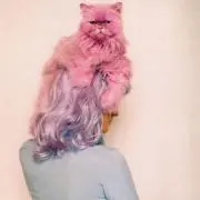 eyeeの画像