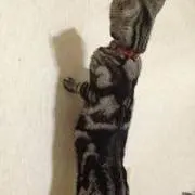 あずきなの画像