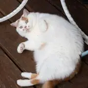 塩の画像