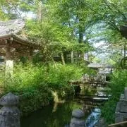 紫苑の画像