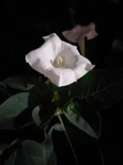 ナイキの画像