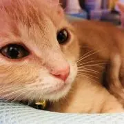 YPの画像