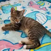 ちびすけ