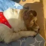チョコ⭐︎の画像