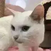あにゃご(まとめ売り相談可能)の画像