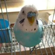 うぐさんの画像