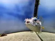 ヤッシーの画像