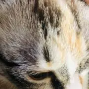 サクラ