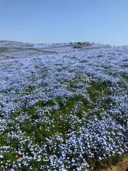 ひまわり
