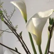 カラーの画像