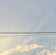 きの画像