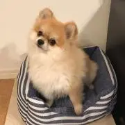 Hide
