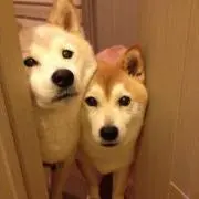 ちゃんの画像