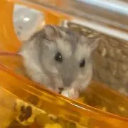 かみちーる♡の画像