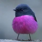 ぴかりの画像
