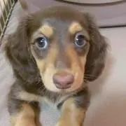 かつまの画像