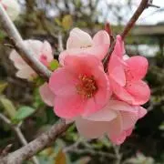 Japanese quinceの画像