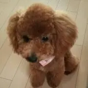 デベソの画像