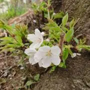 あはなすの画像