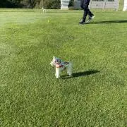 らんの画像